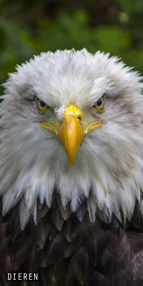 Dieren